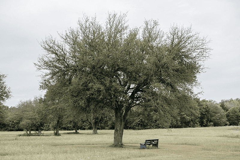 oak tree outside of Austin treatment center