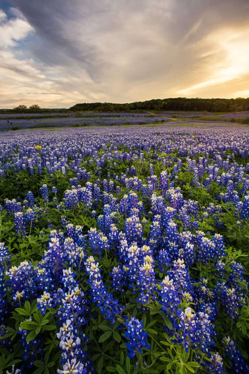 A field of flowers in Texas representing hope brought by Meth addiction treatment in Austin, TX.