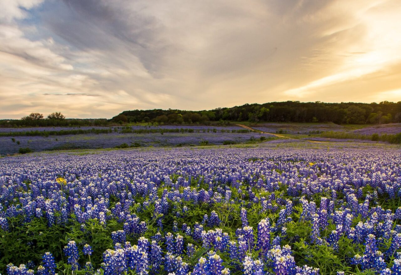 A field of flowers in Texas representing hope brought by Meth addiction treatment in Austin, TX.